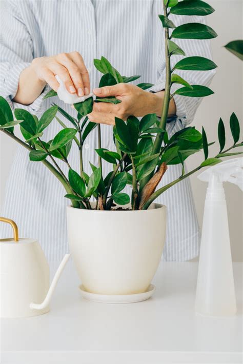 室內假植物風水|風水植物｜不只富貴竹！7款招財/招桃花植物推介+不 